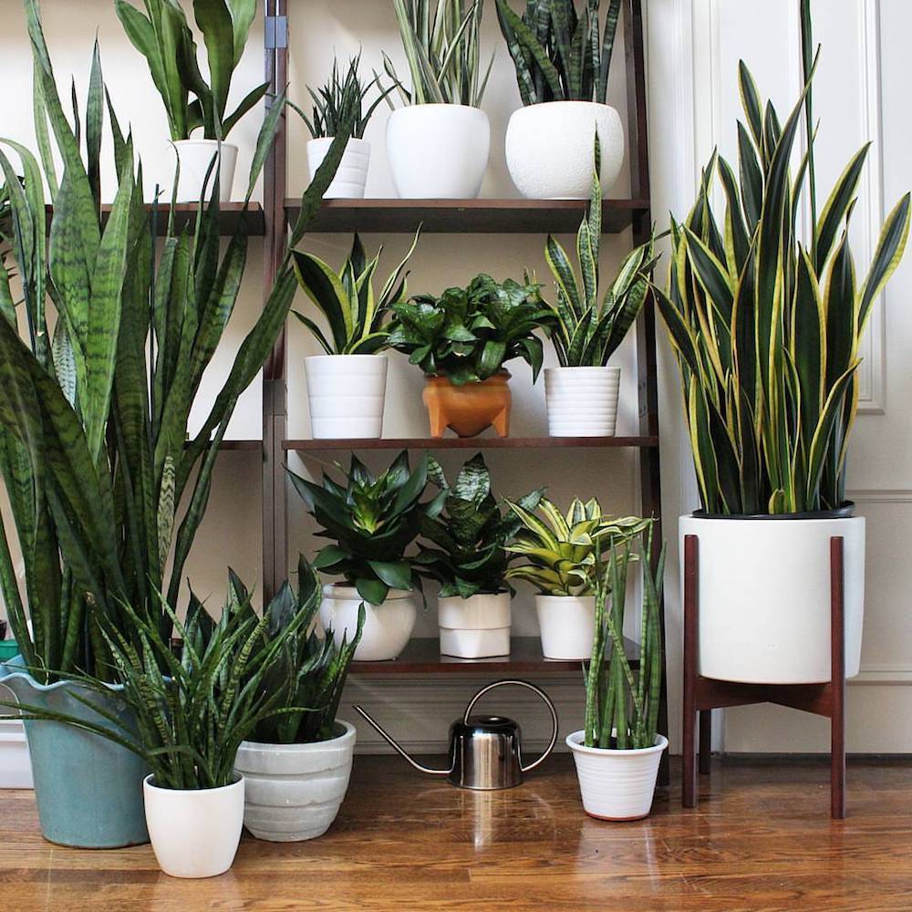 Aire limpio en interiores: plantas purificadoras para respirar mejor