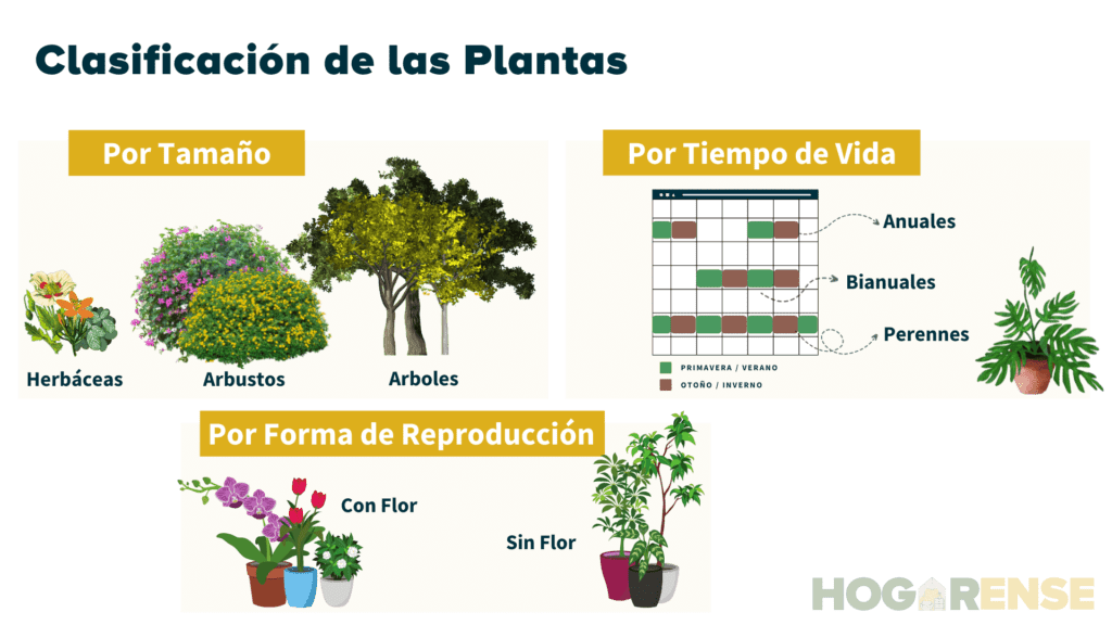 Consejos prácticos para elegir plantas según exposición solar y clima