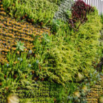 Mejores plantas para jardín vertical exterior: guía completa