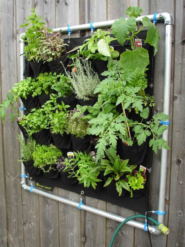 Soluciones prácticas para los problemas comunes en tu jardín vertical